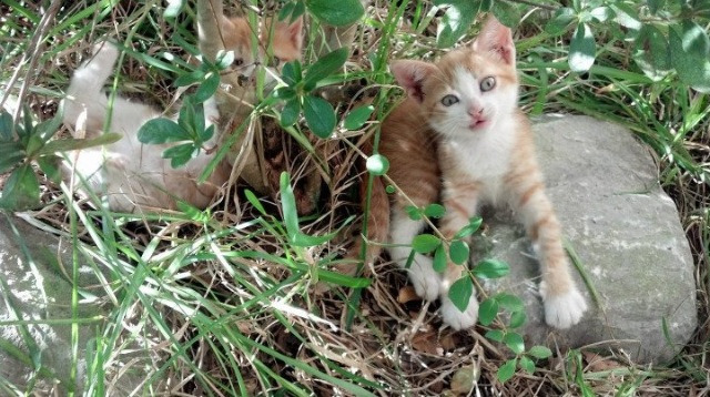 拜仁慕尼黑中场大师引领全队，拜仁慕尼黑站位