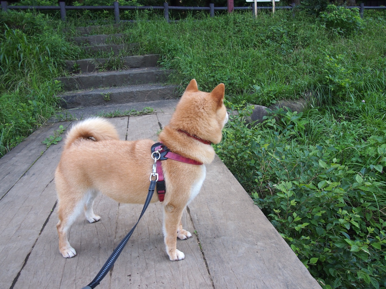 开云在线直播-历史上最具争议的欧冠裁判判罚回顾，欧冠裁判说什么语言
